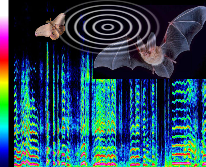 batspectrum_noise